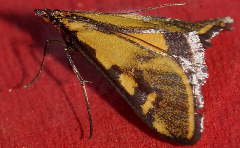 Metallarcha Moth (Metallarcha beatalis)