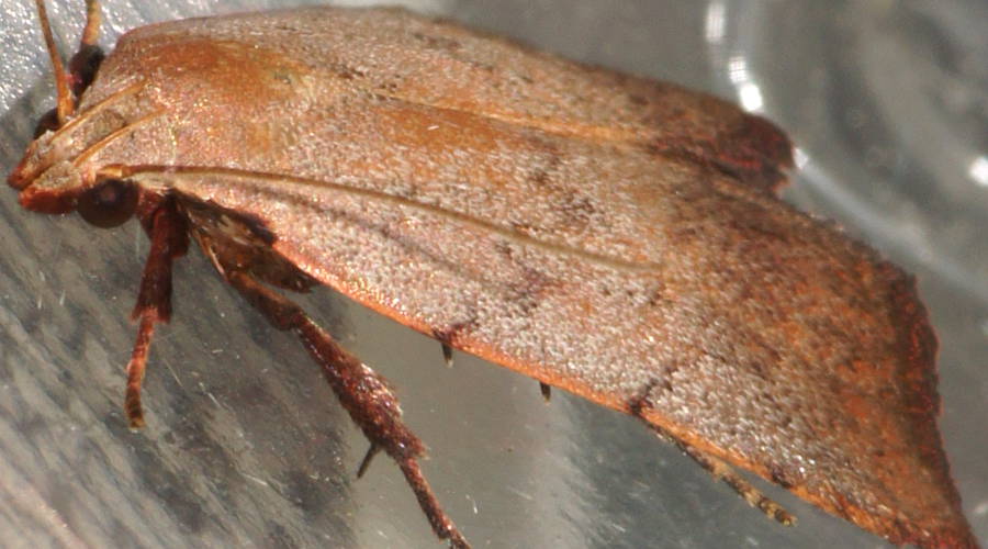 Red-bodied Wingia Moth (Tortricopsis semijunctella)
