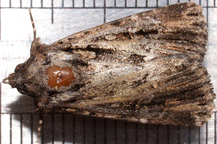 Undescribed Cutworm (Ectopatria sp ES01)
