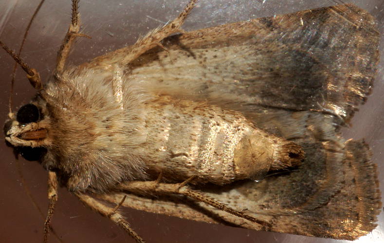Owlet Moth (Proteuxoa sp ES03)