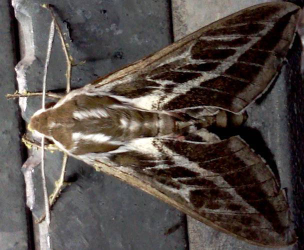 Australian Striped Hawk Moth (Hyles livornicoides)