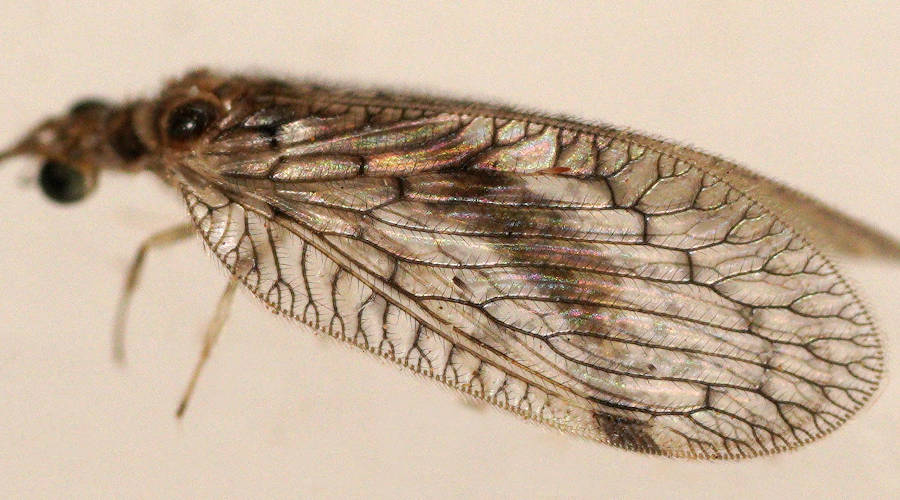 Small-footed Brown Lacewing (Carobius pedicellatus)