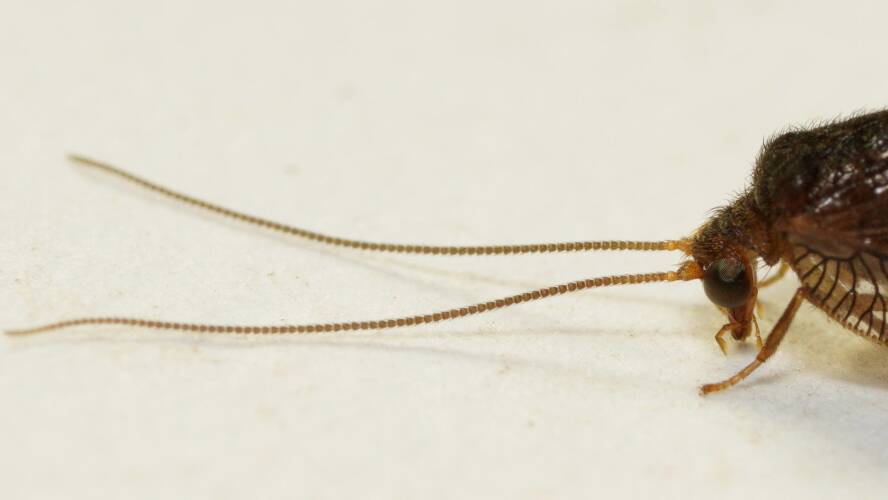 Bowing Brown Lacewing (Psychobiella occidentalis)