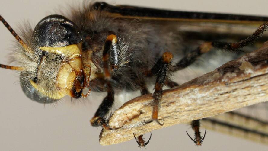 Split-eyed Owlfly (Megacmonotus magnus)