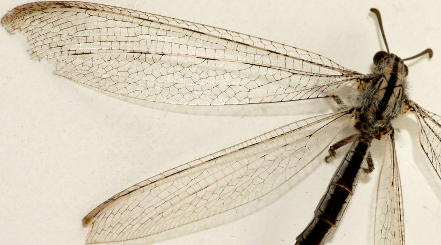 Small Hairy Antlion (Heoclisis sp)