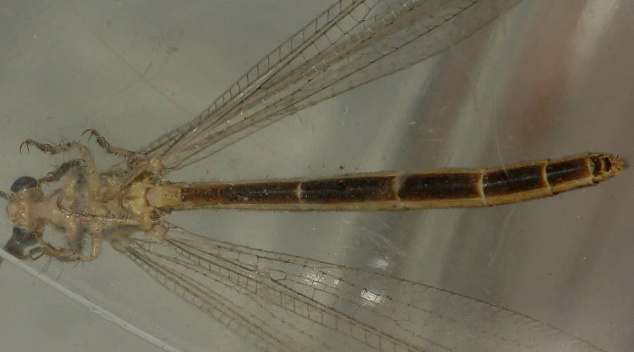 Striped-wing Antlion (Distoleon bistrigatus)