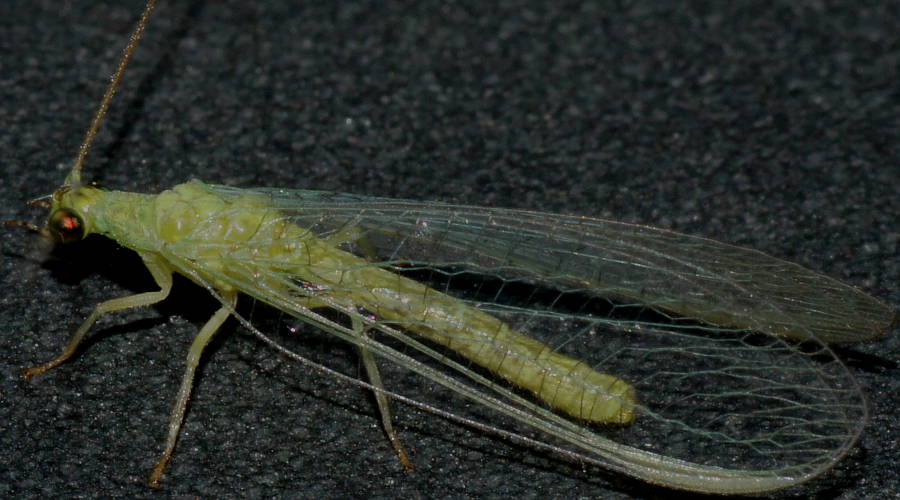 Large Eyed Green Lacewing (Mallada sp)