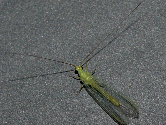 Large Eyed Green Lacewing (Mallada sp)