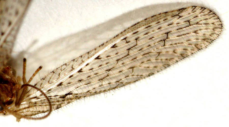 Tasman's Lacewing (Micromus tasmaniae)
