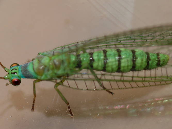 Green & Blue Lacewing (Mallada tripunctatus)