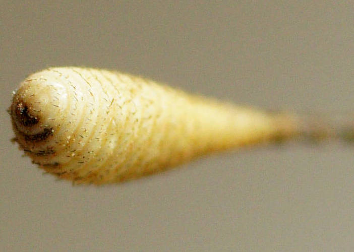 Split-eyed Owlfly (Megacmonotus magnus)