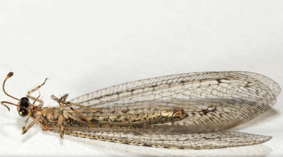 Striped-antennae Antlion (Glenoleon osmyloides)