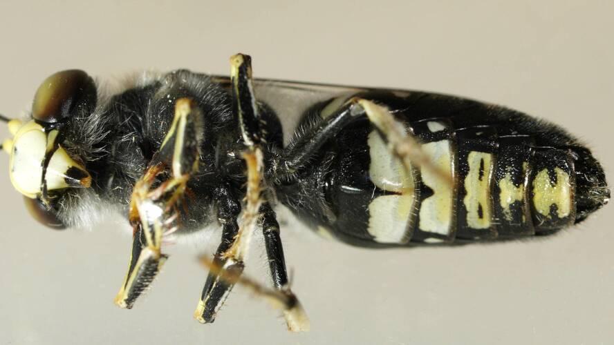 Panda Sand Wasp (Bembix vespiformis)