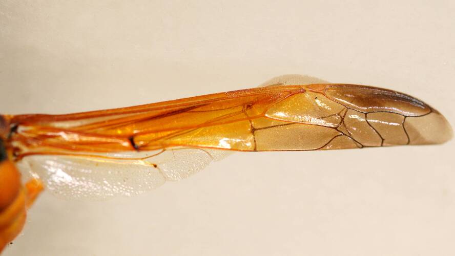 Orange Potter Wasp (Delta bicinctum)