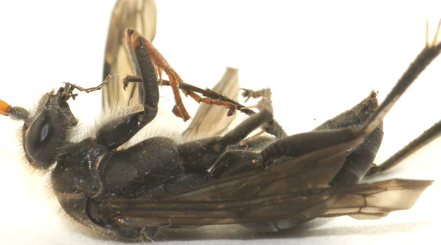 Large Yellow-antennae Spider Wasp (Fabriogenia sp ES03)