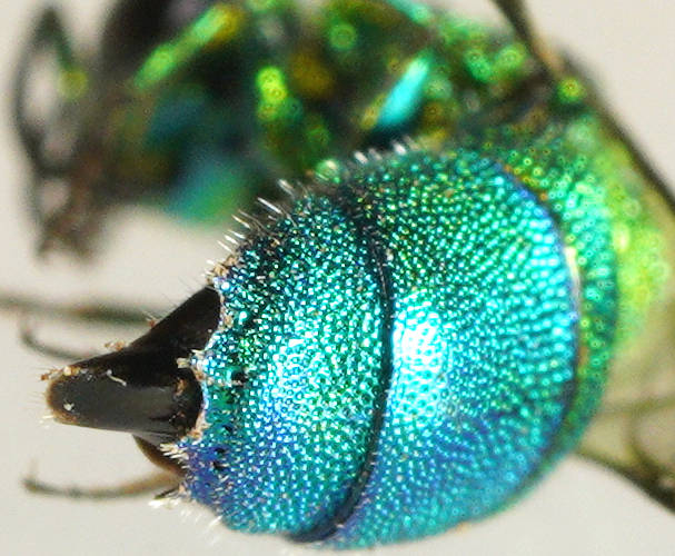 Blue-tailed Cuckoo Wasp (Chrysis sp ES02)