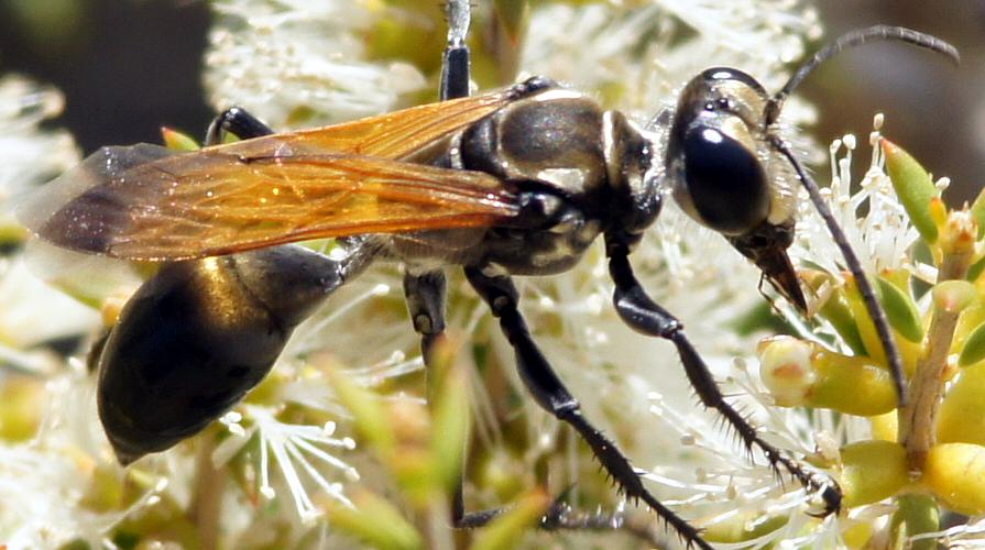 Valuable Digger Wasp (Sphex pretiosus)