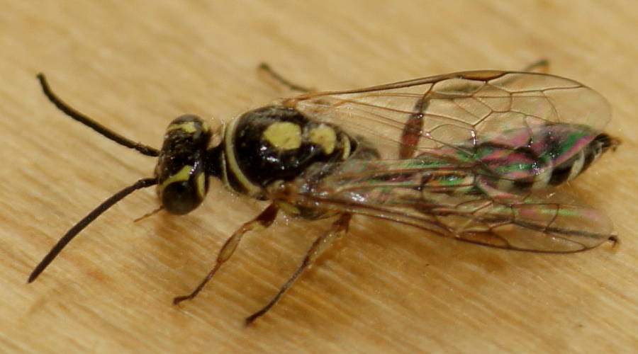 Small Flower Wasp (Aeolothynnus cf sp ES02)
