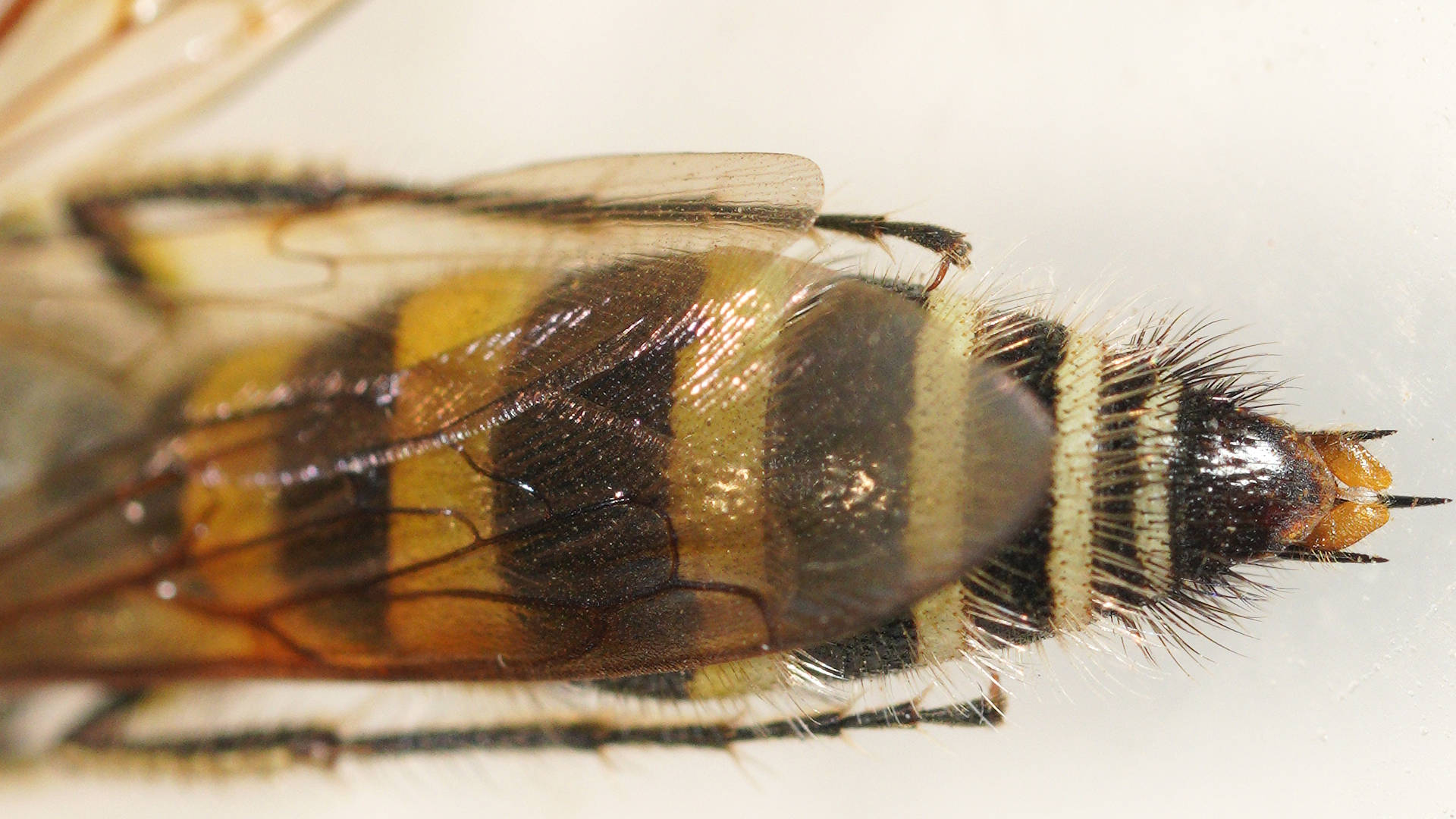 Yellow Hairy Flower Wasp (Radumeris tasmaniensis)