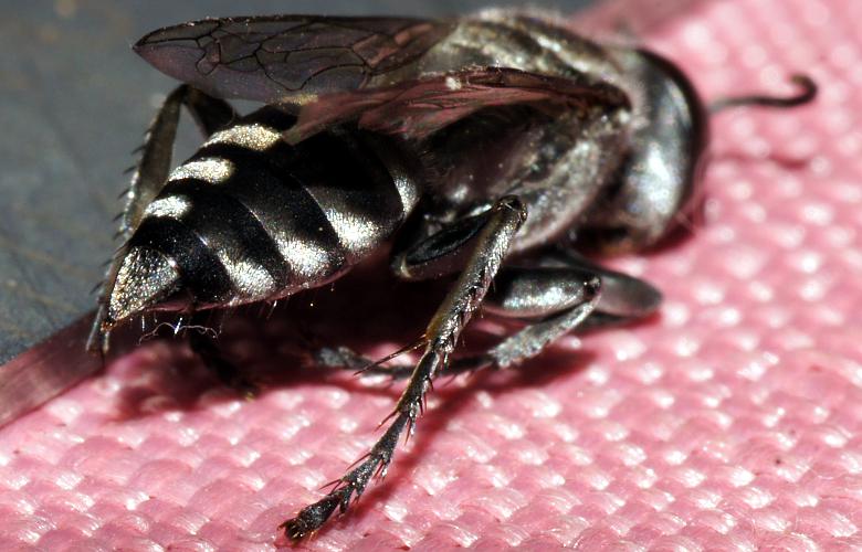 Black Sand-dauber Wasp (Crabronidae sp)