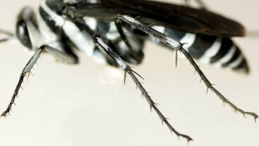 Pale Zebra Spider Wasp (Turneromyia melancholicus)