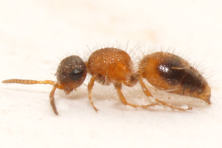Black-trimmed Orange Velvet Ant (Dasymutillini sp ES02)