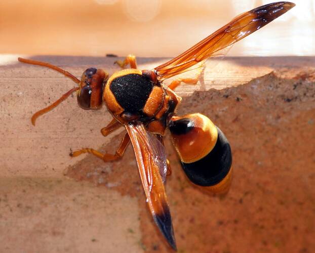 Large Mud-nesting Wasp (Abispa ephippium)