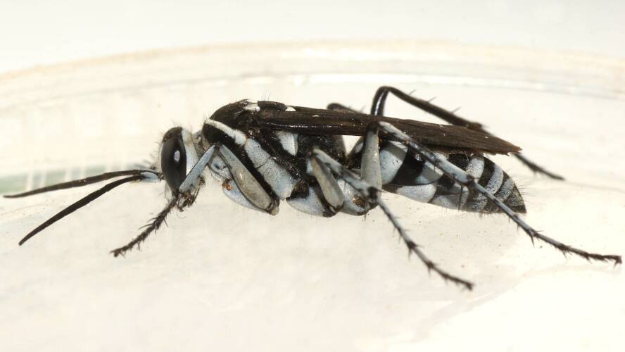 Pale Zebra Spider Wasp (Turneromyia melancholicus)