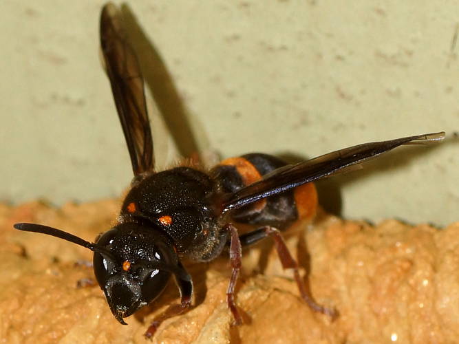 Mud-nesting Wasp (Paralastor sp ES01)