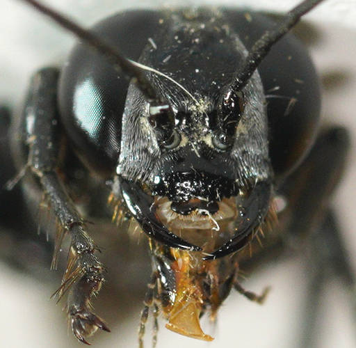 Fidgety Sand Wasp (Tachysphex sp ES04)