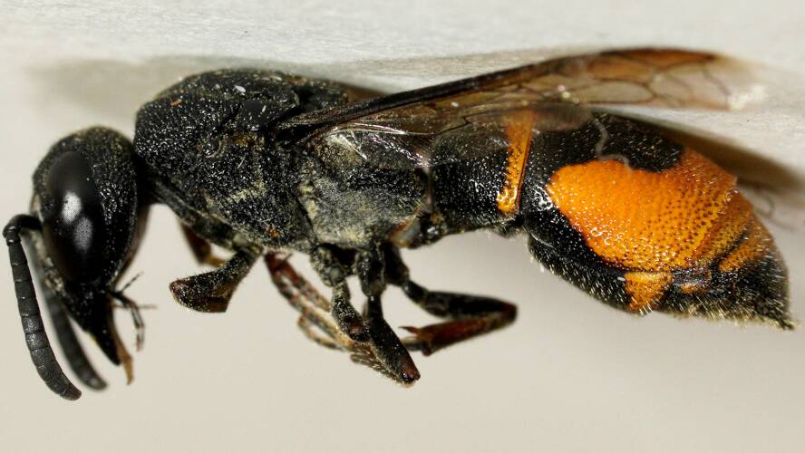 Orange-striped Potter Wasp (Acarodynerus sp)