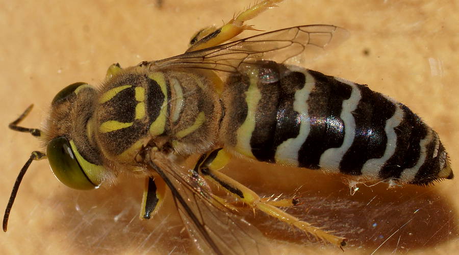 Sand Wasp (Bembix sp ES04)