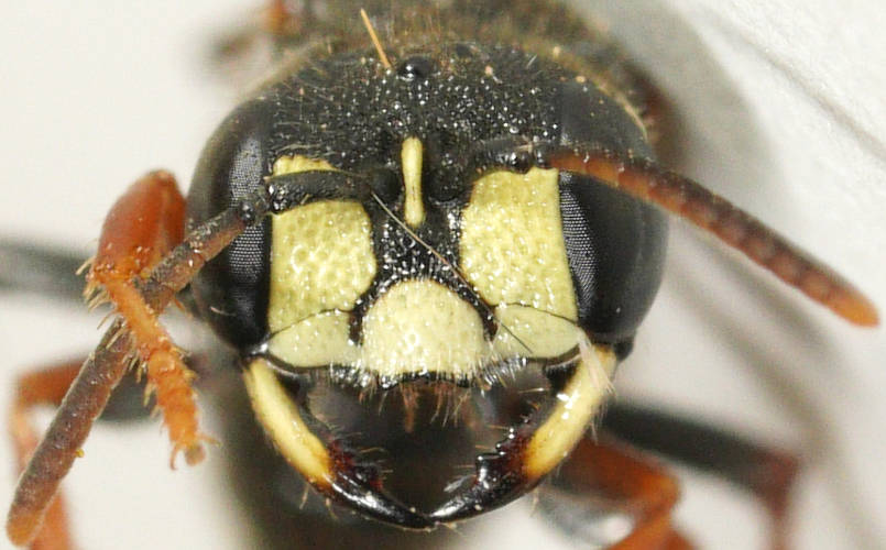 Dark-antennae Weevil Wasp (Cerceris sp ES04)