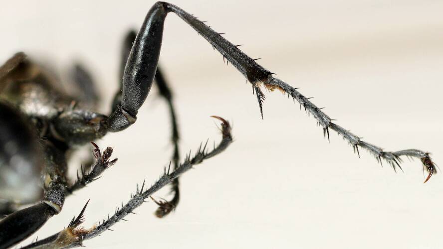 Rounded Grasshopper Wasp (Prionyx globosus)
