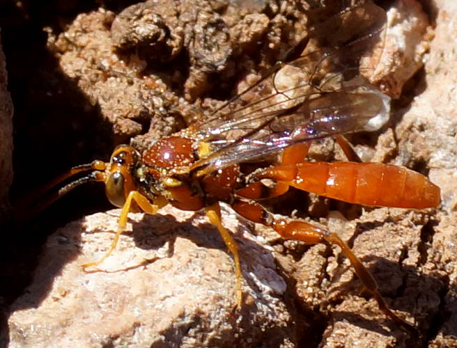 Bee Parasitizing Wasp (Labium cf brevicorne)