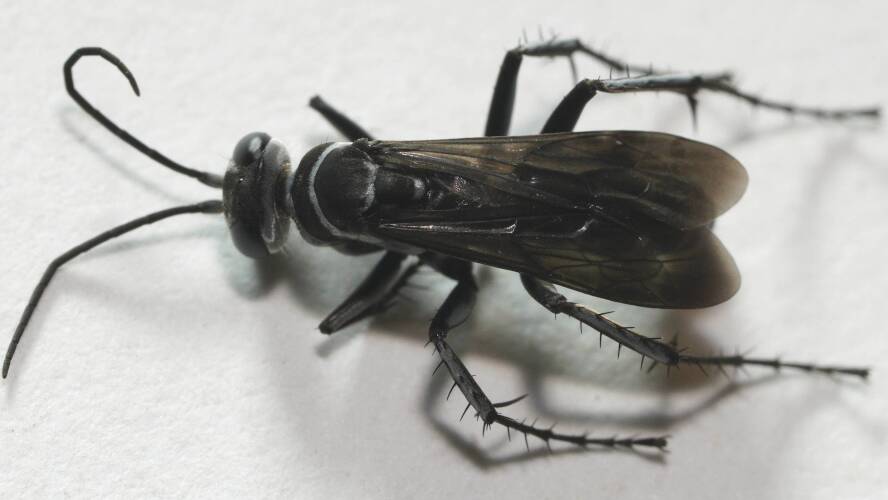 Tiny Zebra Spider Wasp (Turneromyia bassiana)