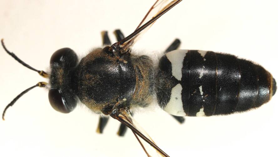 Panda Sand Wasp (Bembix vespiformis)
