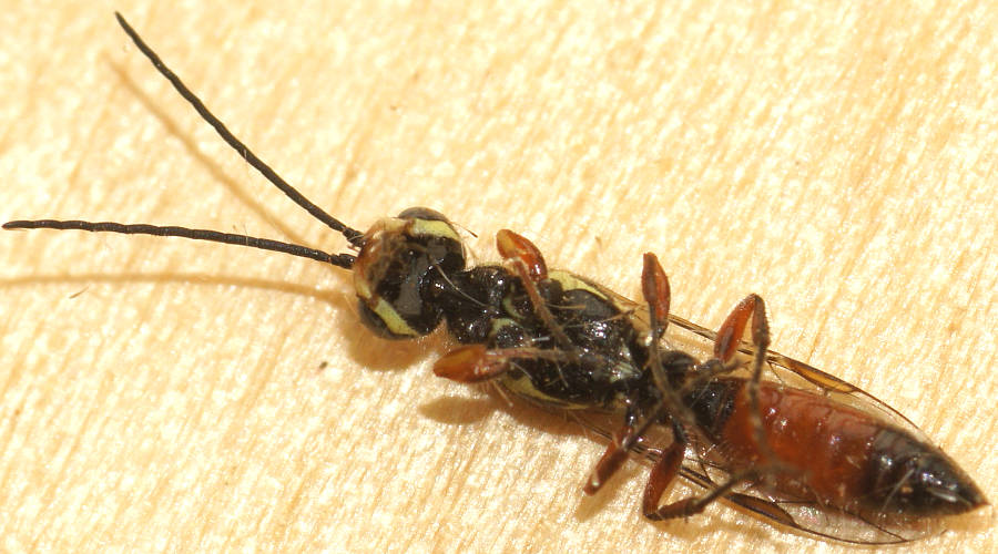 Two-coloured Flower Wasp (Aeolothynnus cf sp ES04)