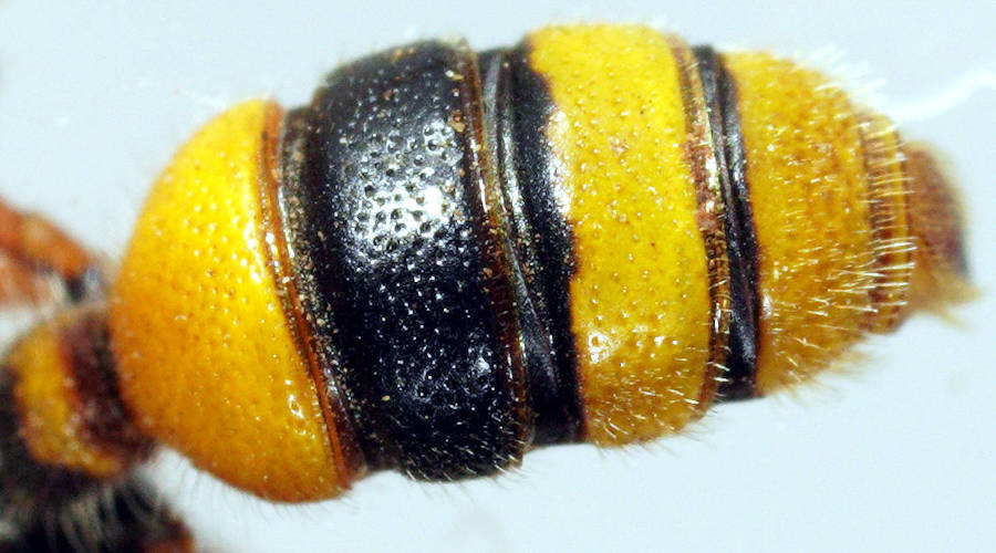 Yellow-antennae Weevil Wasp (Cerceris australis)