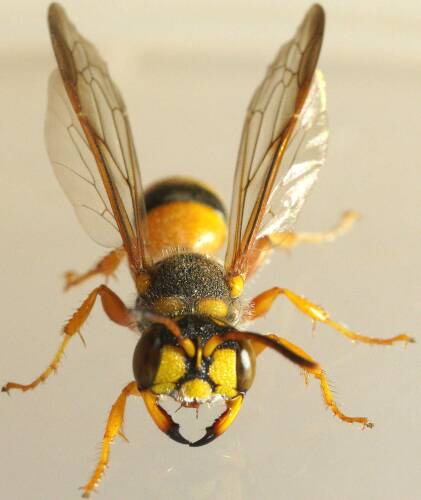 Yellow-antennae Weevil Wasp (Cerceris australis)