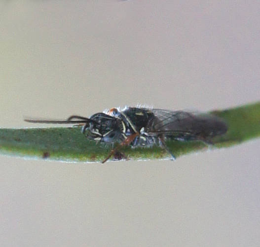 Flat Flower Wasp (Aeolothynnus cf sp ES01)