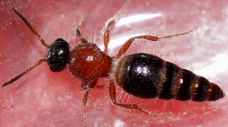 Red Velvet Ant (Ephutomorpha cordata)