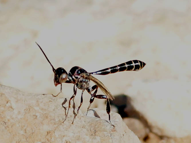 Tiny Black Gasteruptiid Wasp (Pseudofoenus sp ES02)