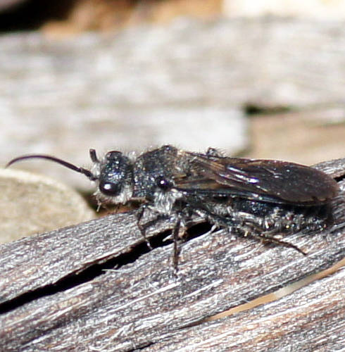 Brown-winged Velvet Ant (Dasymutillini sp ES01)