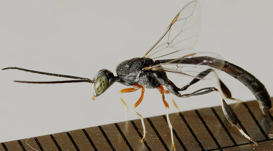 Pale-legged Gasteruptiid Wasp (Gasteruption sp ES07)