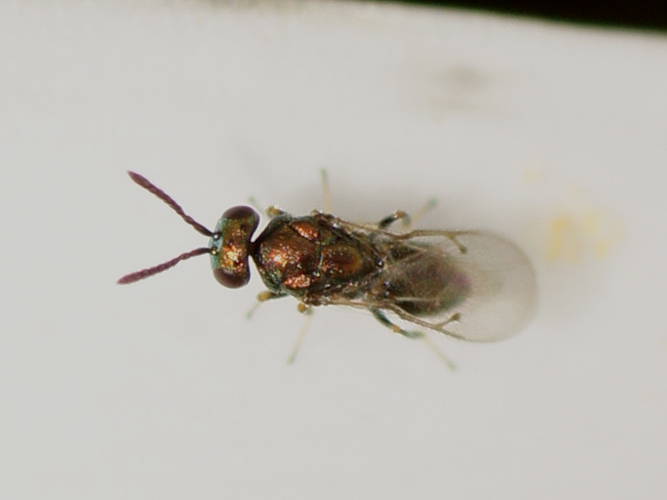 Metallic Bronze Parasitic Wasp (Pteromalidae sp ES02)