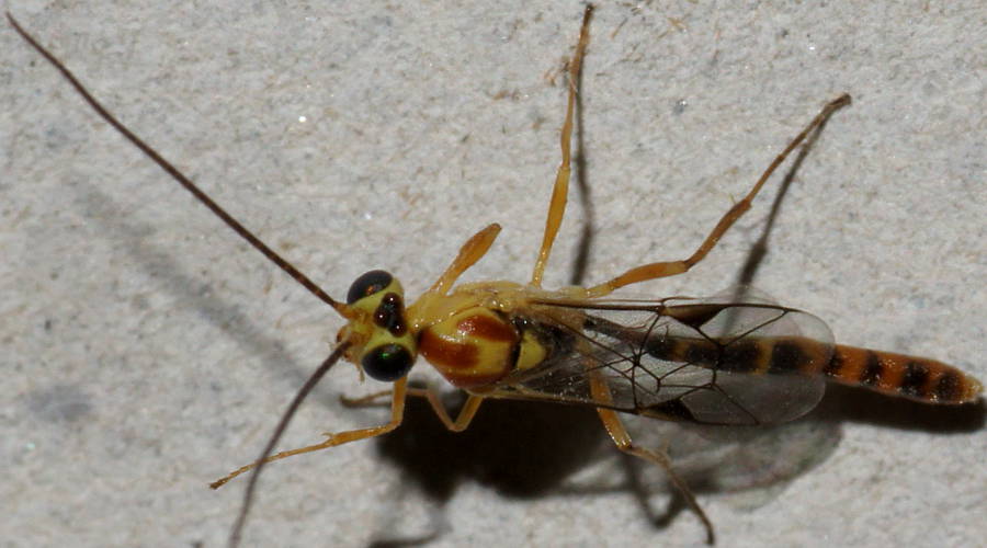 Banded-abdomen Ichneumon Wasp (Ichneumonidae sp ES01)
