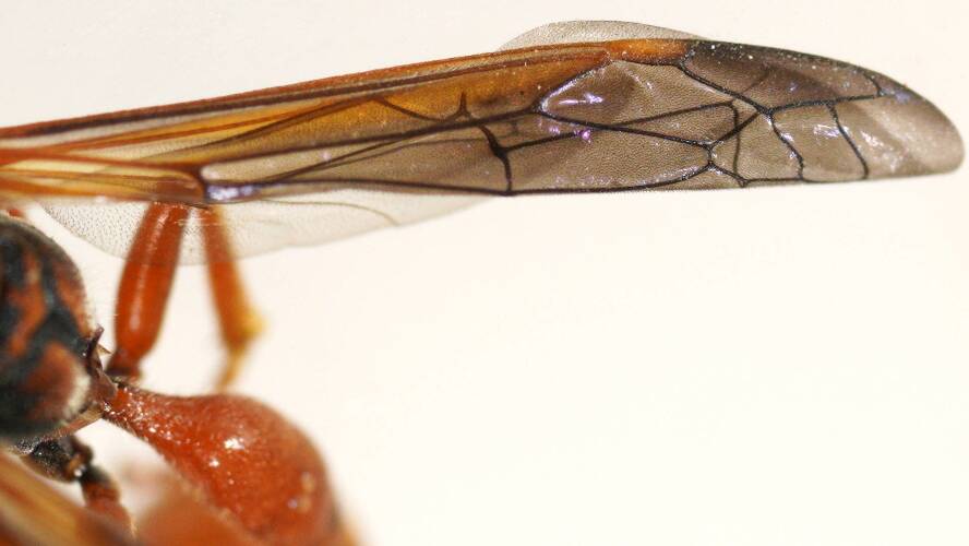 Black-faced Mud-collar Wasp (Ischnocoelia sp ES01)
