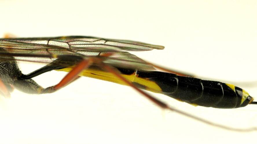 Yellow-bellied Ichneumon Wasp (Temelucha sp)
