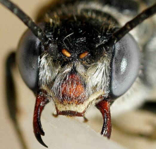 Orange-faced Flower Wasp (Belothynnus cf impetuosus)